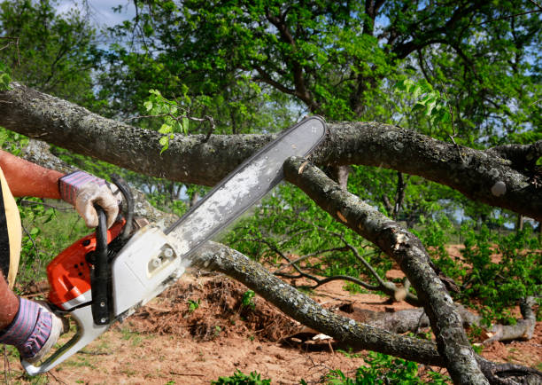 Best Pest Control for Lawns  in Azle, TX